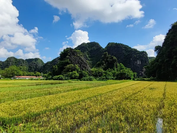 Rizières au pied des pitons calcaires de Tam Coc, à Ninh Binh, au Vietnam