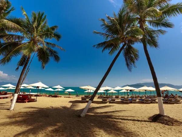 Cocotiers et parasols sur la plage de Nha Trang, au Vietnam