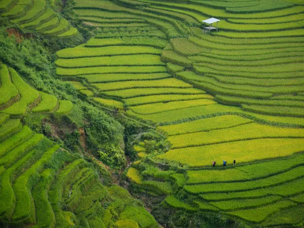 Rizières en terrasses au col de Khau Pha, dans le Nord du Vietnam
