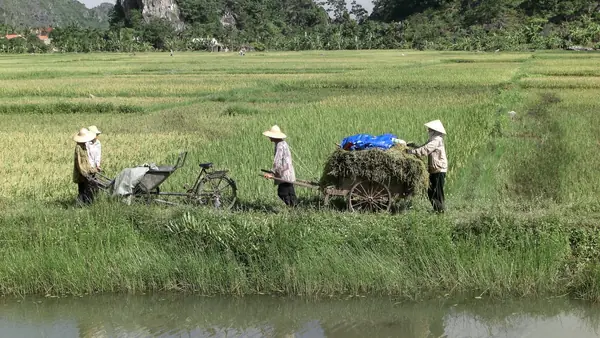 Des paysans dans une rizière de Ninh Binh, au Vietnam