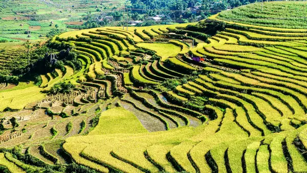 Rizières en terrasses dans la province de Ha Giang, au Vietnam