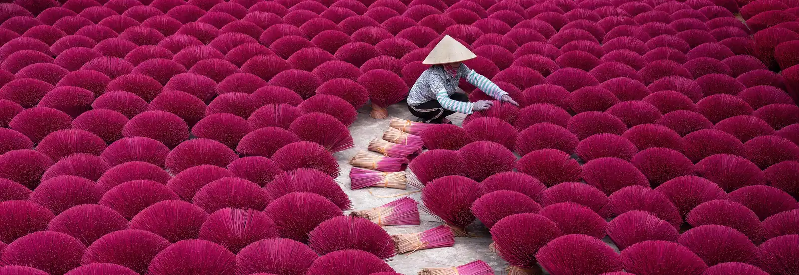 Bâtonnets d'encens teints en rose mis à sécher en éventail dans le village de Quang Phu Cau, près de Hanoi