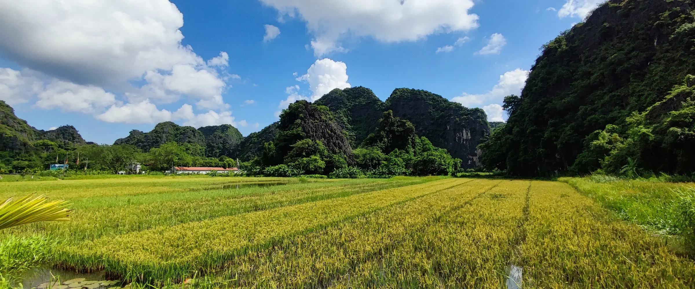 Rizières au pied des pitons calcaires de Tam Coc, à Ninh Binh, au Vietnam